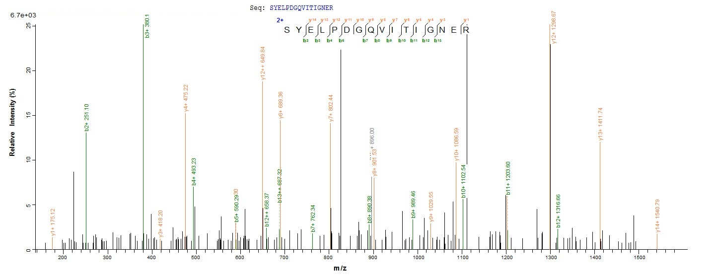 Human ACTB protein