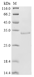 Human ADAMTS2 protein