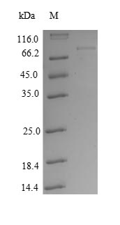 Human AKT1 protein