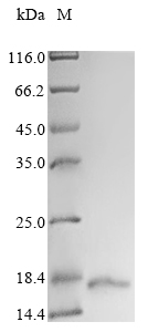 Human APOB protein