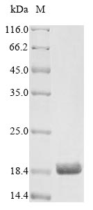 Rat Artn protein