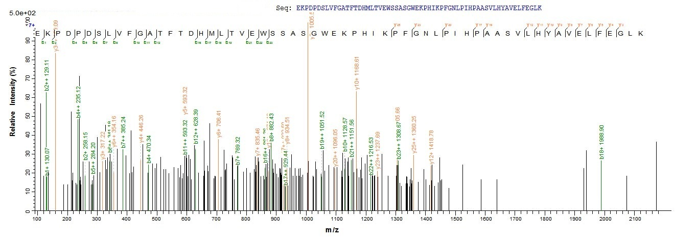 Mouse Bcat1 protein