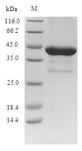 Human BDNF protein