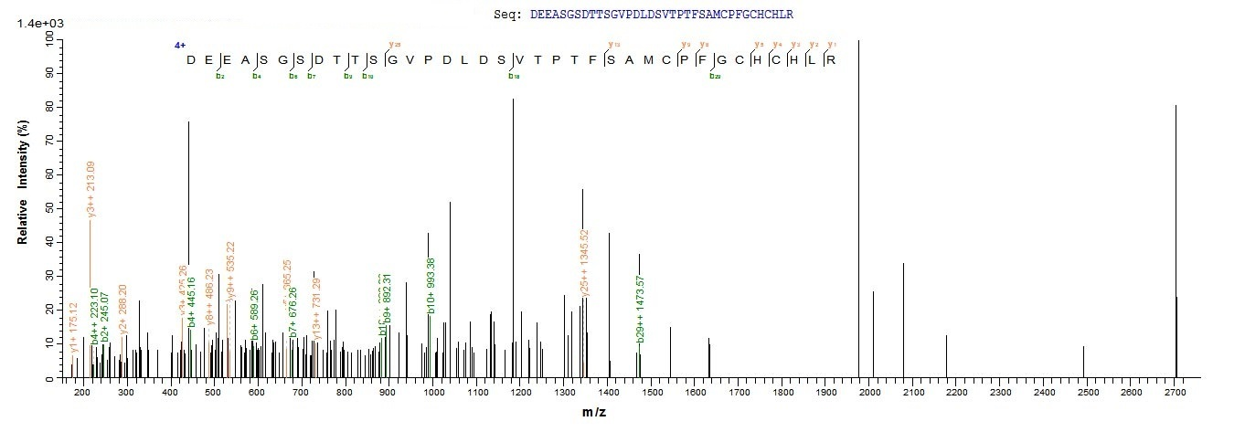 Mouse Bgn protein