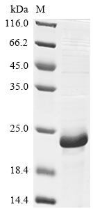 Mouse Birc5 protein