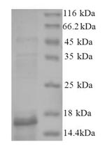 Human BMP2 protein