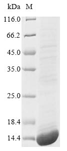 Human BMP3 protein