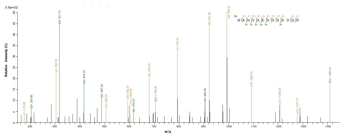Human BMP7 protein