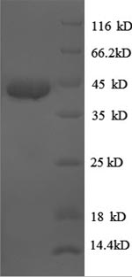 Human BMP7 protein