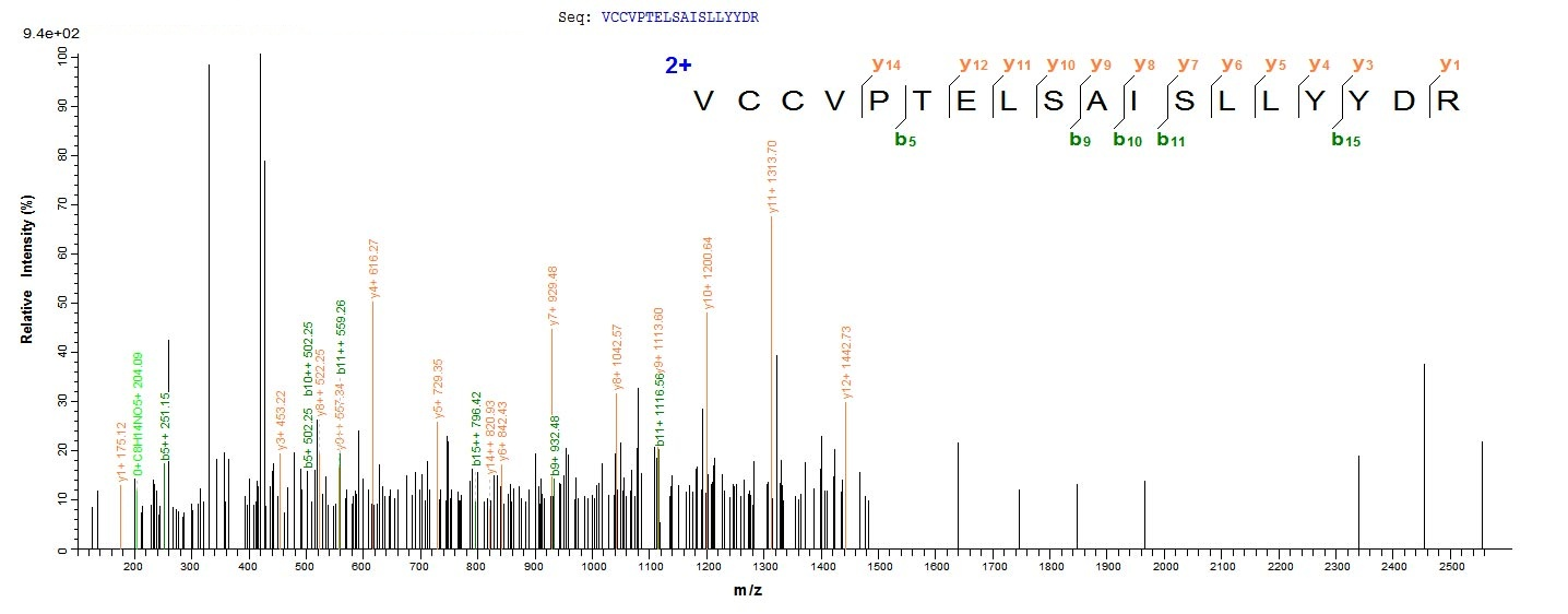 Mouse Bmp8b protein