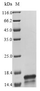 Rat C5 protein