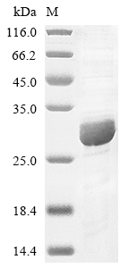 Human C8G protein