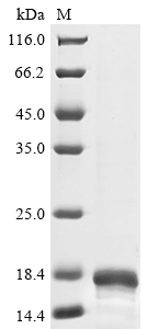 Human MCP1 protein