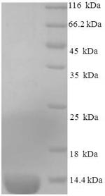 Mouse MCP1 protein