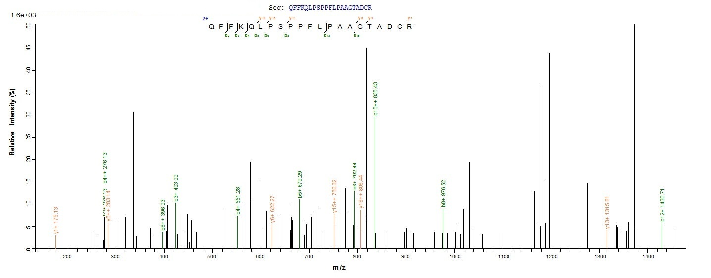 Human CEBPD protein