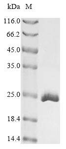 Mouse Cirbp protein