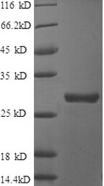 Human CLU protein
