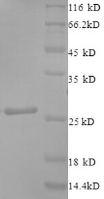 Human CNTF protein