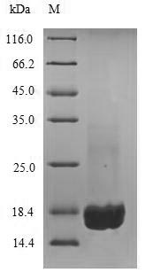Mouse Cr2 protein