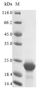 Mouse Cystatin C protein