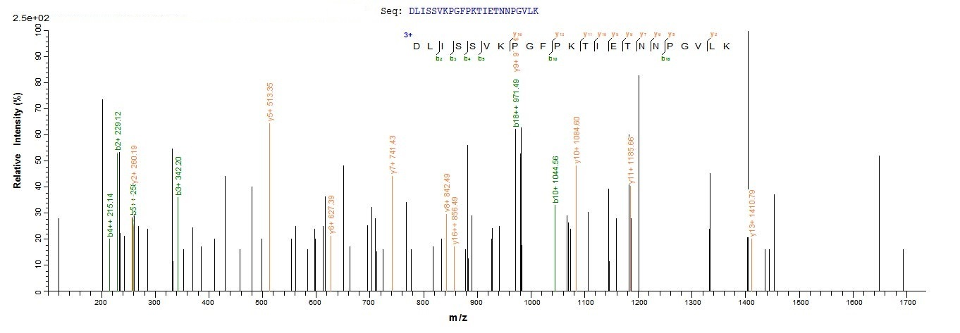 Mouse Cst7 protein