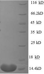 Human CTGF protein
