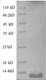 Human Interferon gamma protein