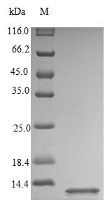 Human Interferon gamma protein