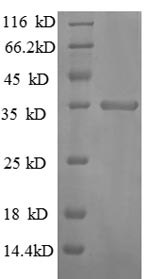 Mouse Interferon gamma protein
