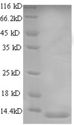 Human CXCL13 protein