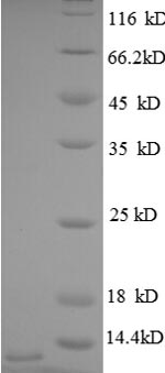 Human CXCL3 protein