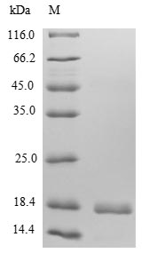 Human Interferon gamma protein
