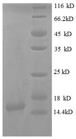 Mouse Interferon gamma protein