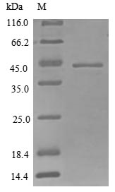 Mouse Cyr61 protein