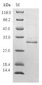 Human DEFB4A protein