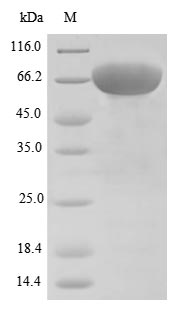 Human DSG3 protein