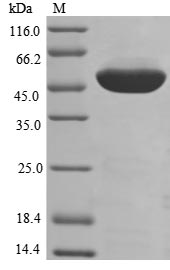 Human EEF1A1 protein