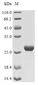 Canine EPOR protein
