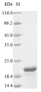 Bovine FDX1 protein