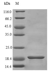 Human FGF1 protein