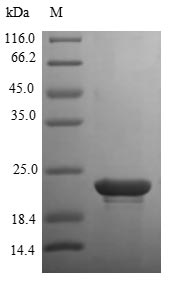 Human FGFB protein