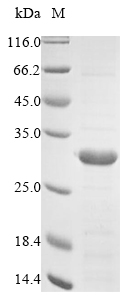 Human FGFR1 protein