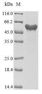 Human Fibrinogen protein