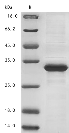 Human IZUMO1R protein