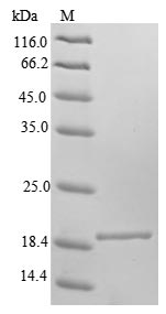 Mouse Fxn protein