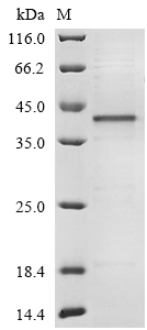 Hamster GAPDH protein