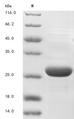 Human GH1 protein