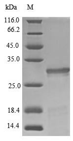 Porcine GH1 protein