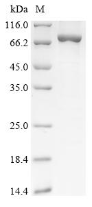 Human GPC6 protein