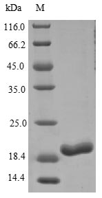 Rat Gremlin 1 protein